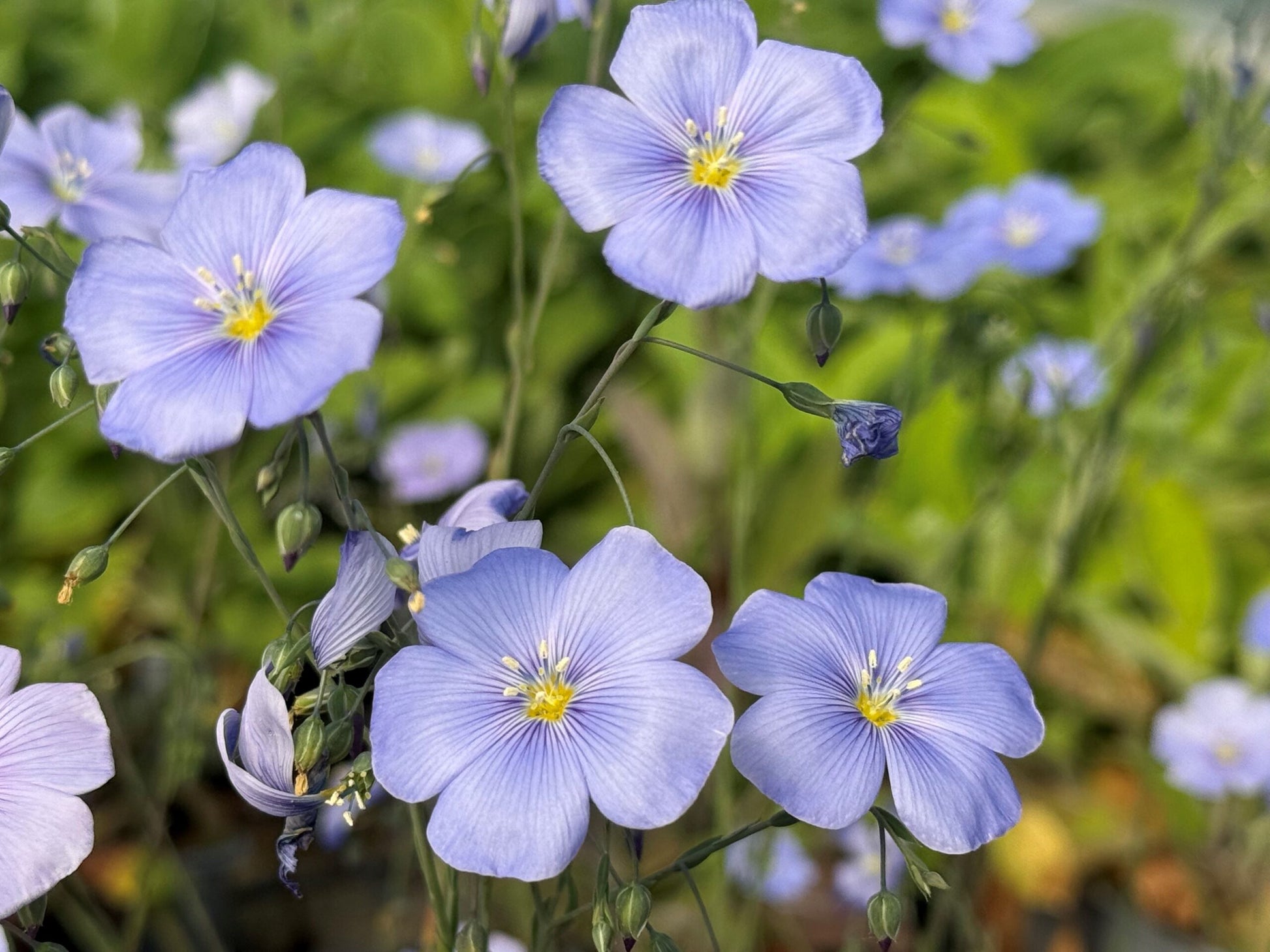 Flax Flower seeds for Planting Garden Favorite Heirloom & GMO Free Seeds for Home Garden