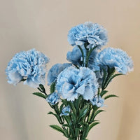 Sky Blue Carnation Flower seeds for Planting - Vibrant Colors, Heirloom & GMO Free Seeds for Home Garden