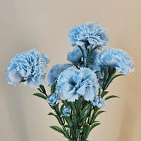 White Blue Dianthus Caryophyllus Flower Seeds for Planting Perfect for Borders Heirloom & GMO Free Seeds for Home Garden
 
 Sale