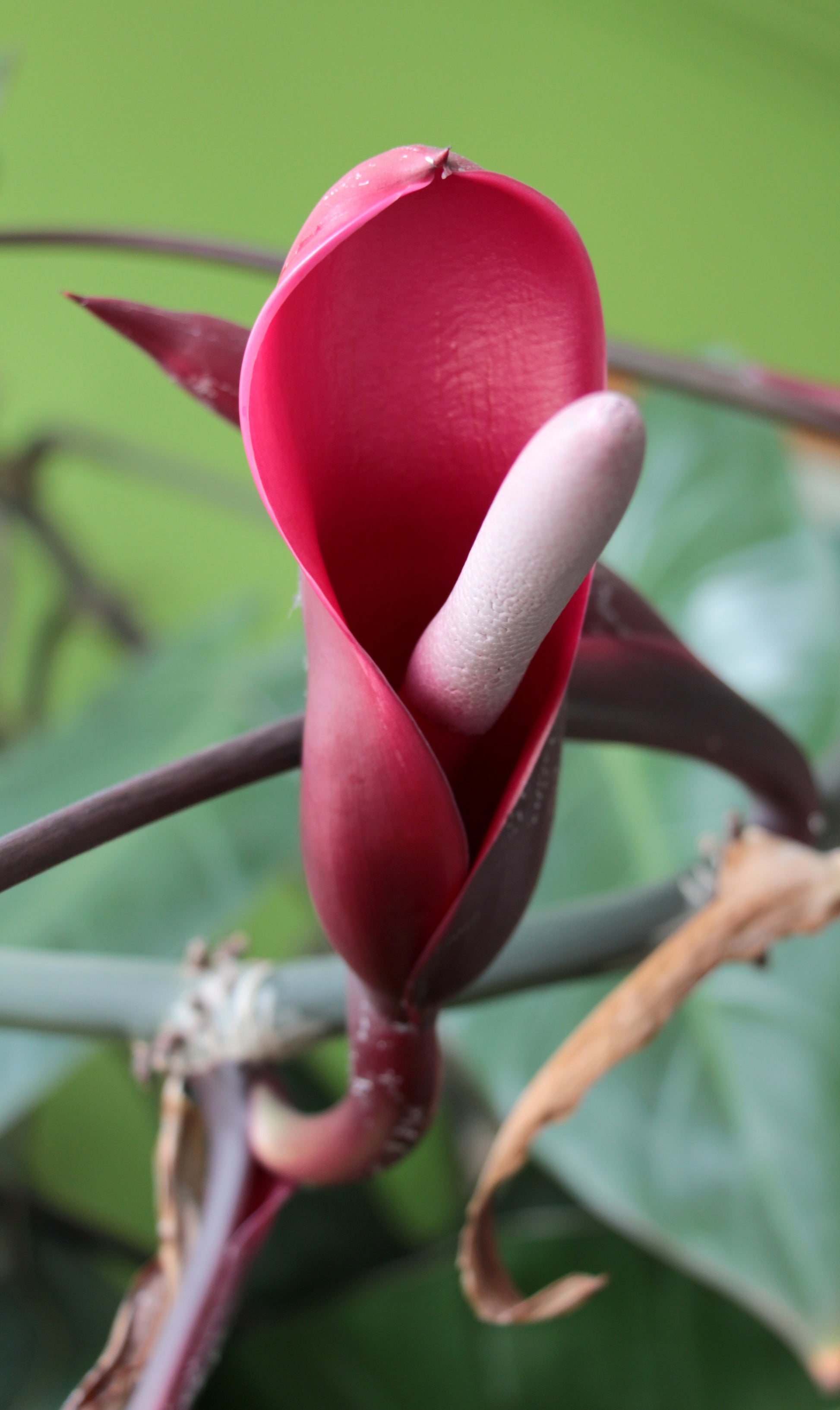 Philodendron Flower seeds for Planting Long Bloom Season Heirloom & GMO Free SeeDS for Home Garden