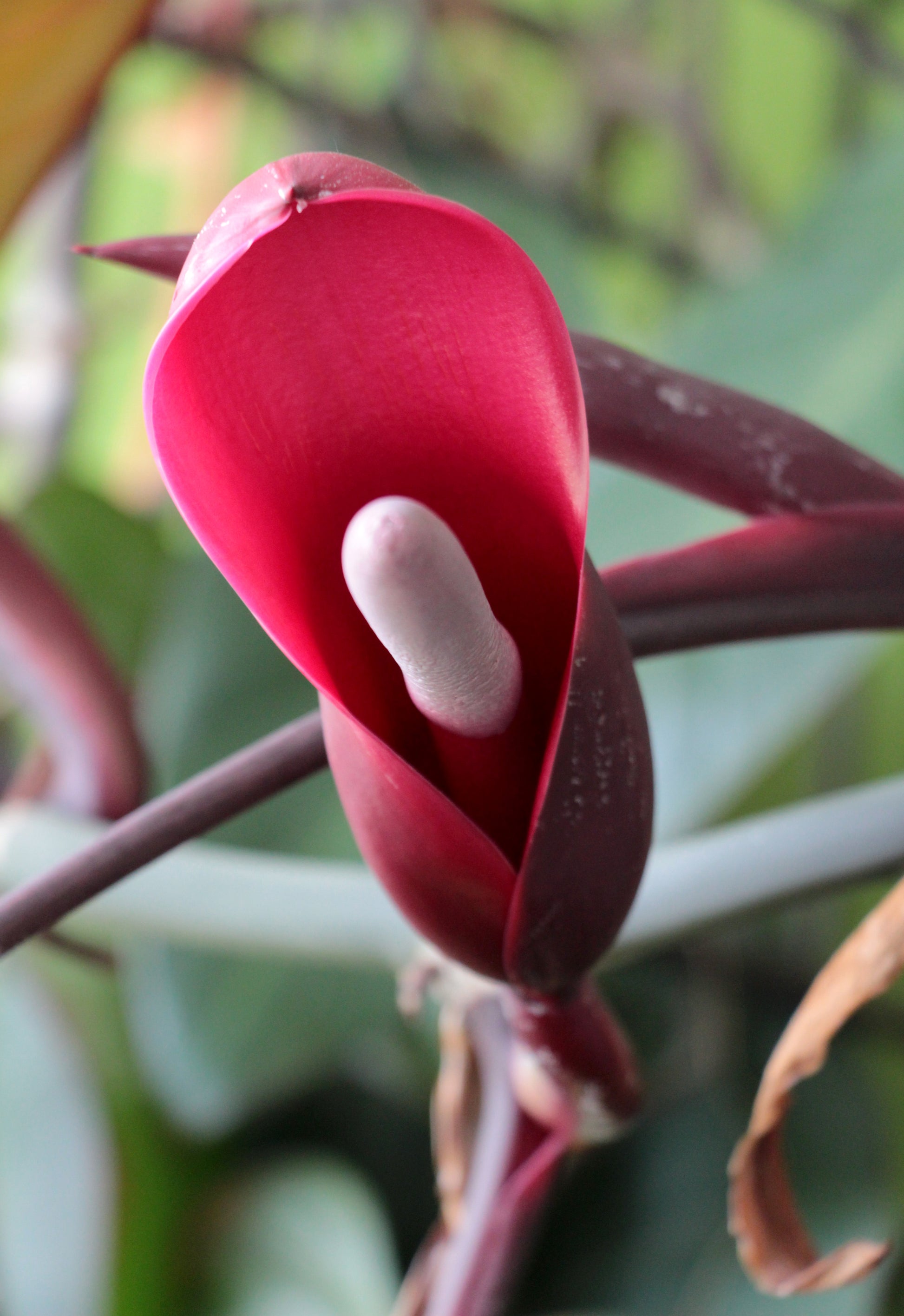 Philodendron Flower seeds for Planting Long Bloom Season Heirloom & GMO Free SeeDS for Home Garden