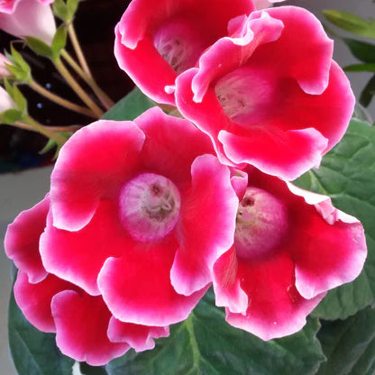 Sinningia Gloxinia Flower Seeds for Vibrant Indoor and Outdoor Blooms