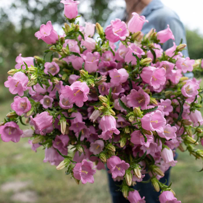 Light Pink Canterbury Bells Flower seeds for Planting Hardy Variety Heirloom & GMO Free Seeds for Home Garden