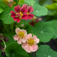 Burgundy Nasturtium Flower Seeds for Planting Sun Loving Heirloom & GMO Free Seeds for Home Garden
 
 Sale