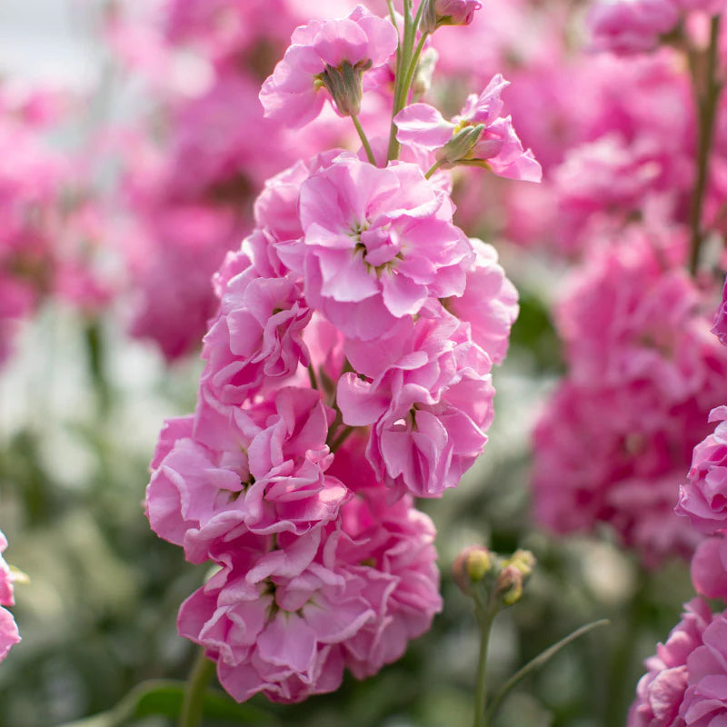 Matthiola Incana Flower seeds for Planting - Low Maintenance, Heirloom & GMO Free Seeds for Home Garden