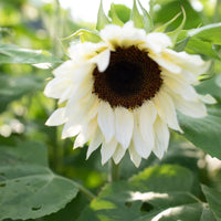 White Sunflower Seeds for Planting