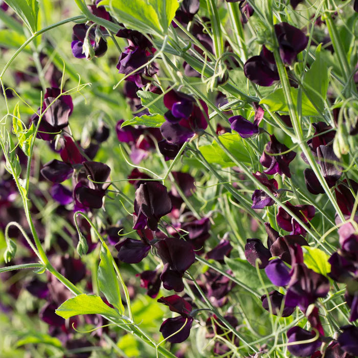 Black Sweet Pea Flower Seeds for Planting Perfect for Borders Heirloom & GMO Free Seeds for Home Garden
 
 Sale