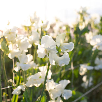 Cream Sweet Pea Flower Seeds for Planting Compact Growth Heirloom & GMO Free Seeds for Home Garden
 
 Sale