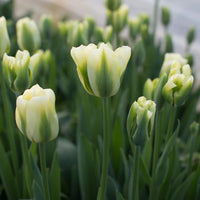 Green Tulip Flower seeds for Planting - Perfect for Borders, Heirloom & GMO Free Seeds for Home Garden