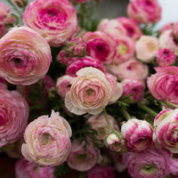 Pink White Ranunculus Flower seeds for Planting - Garden Favorite, Heirloom & GMO Free Seeds for Home Garden