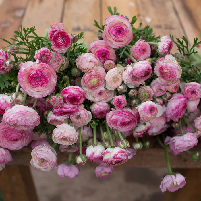Pink White Ranunculus Flower seeds for Planting - Garden Favorite, Heirloom & GMO Free Seeds for Home Garden
