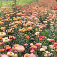 Mixed Straw Flower seeds for Planting - Pollinator Friendly, Heirloom & GMO Free Seeds for Home Garden