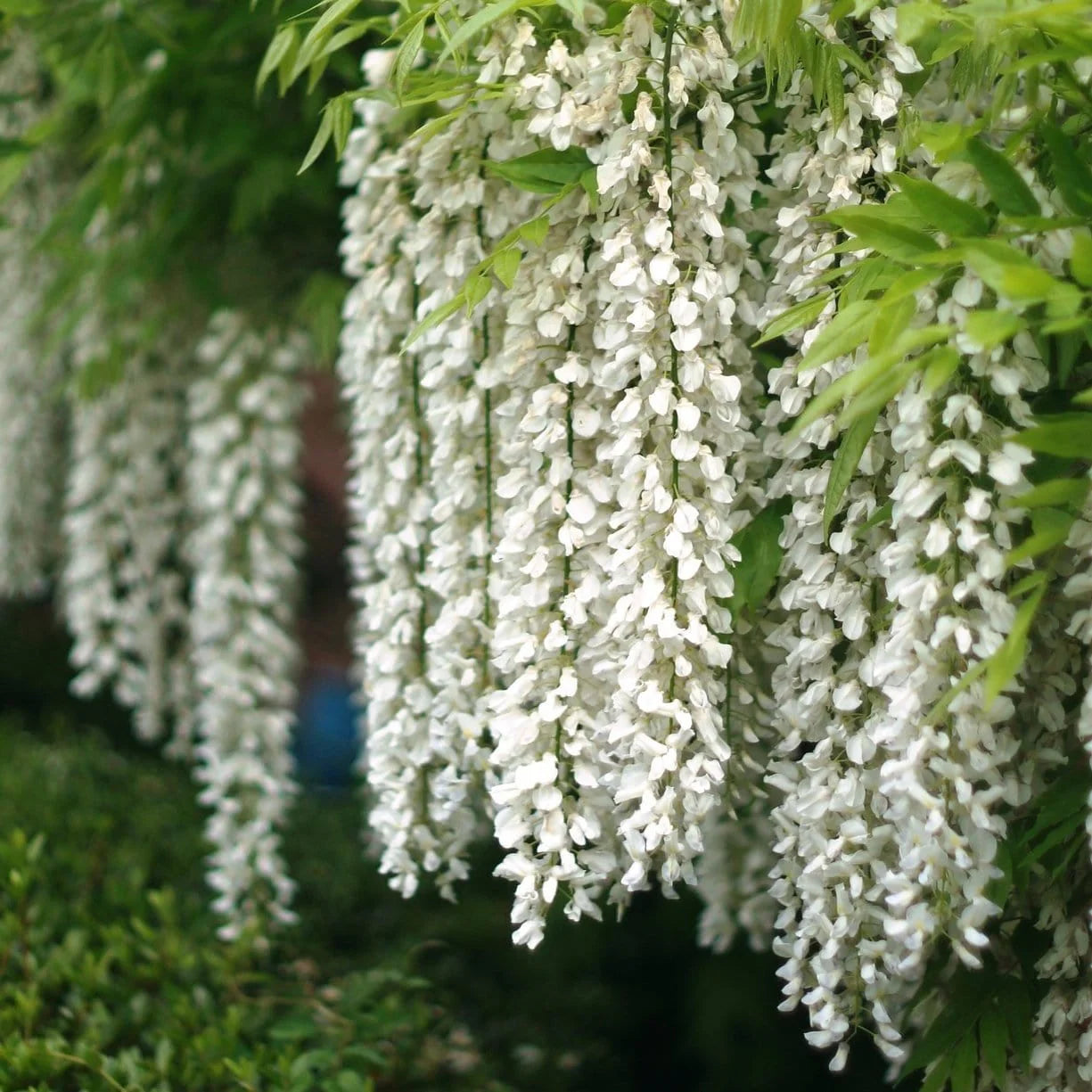 White Wisteria Flower seeds for Planting - Cottage Garden Essential, Heirloom & GMO Free Seeds for Home Garden