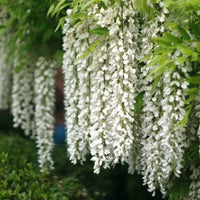 White Wisteria Flower seeds for Planting - Cottage Garden Essential, Heirloom & GMO Free Seeds for Home Garden
