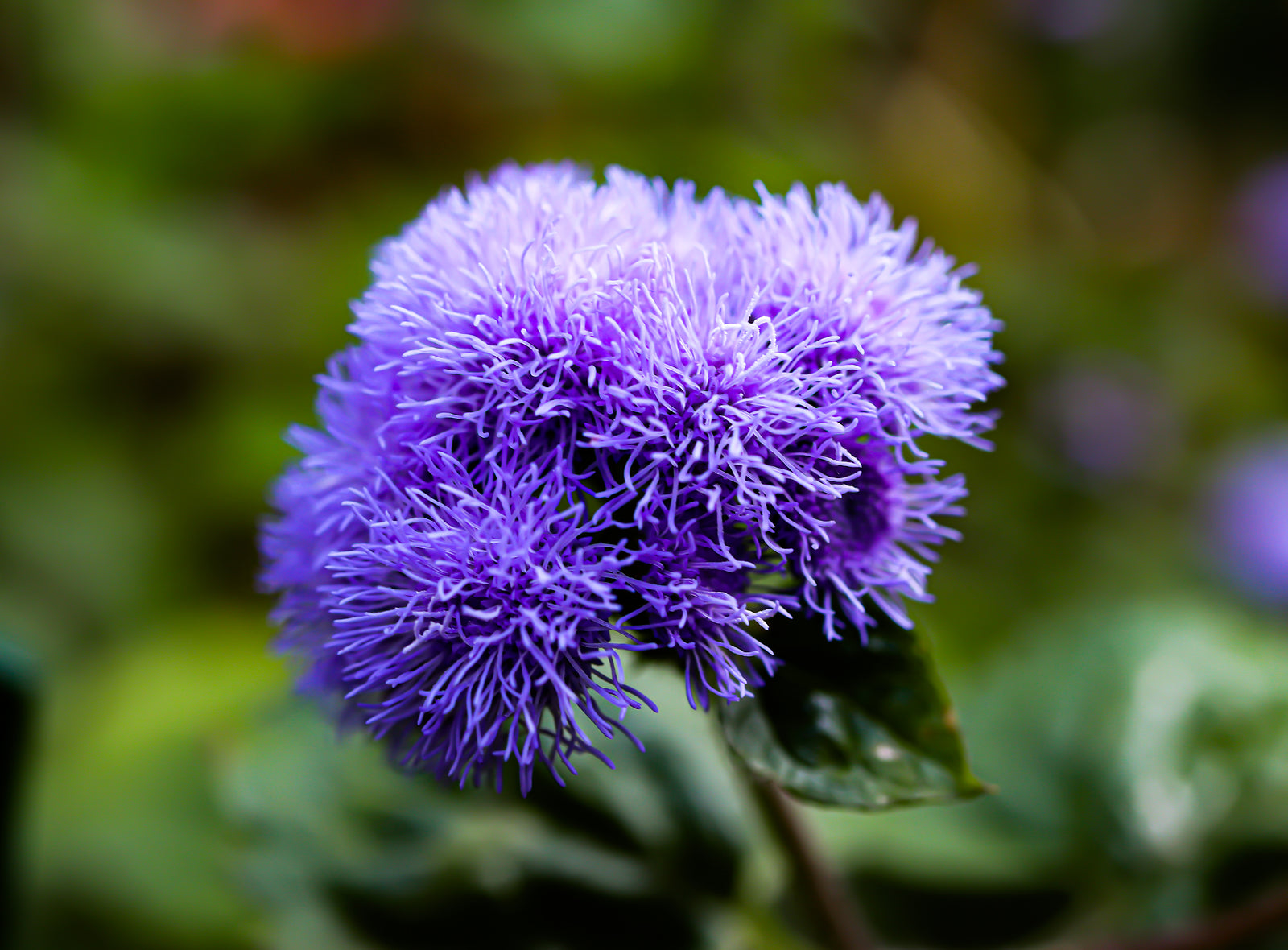 Floss flower blooming seeds for gardens