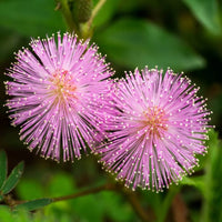 Pink Mimosa Pudica Flower seeds for Planting - Bright Blooms, Heirloom & GMO Free Seeds for Home Garden