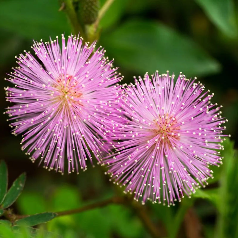 Pink Mimosa Pudica Flower seeds for Planting - Bright Blooms, Heirloom & GMO Free Seeds for Home Garden