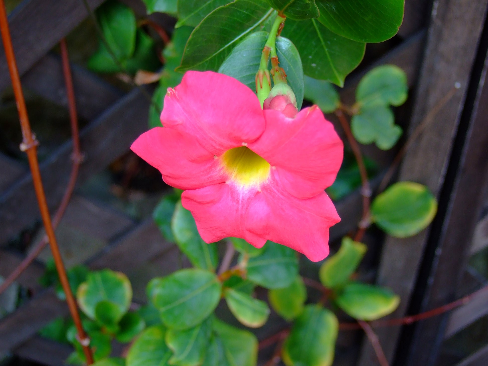 Sanderi Flower seeds for Planting Perfect for Borders Heirloom & GMO Free Seeds for Home Garden 
 
 Sale
