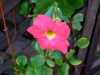 Sanderi Flower seeds for Planting Perfect for Borders Heirloom & GMO Free Seeds for Home Garden 
 
 Sale