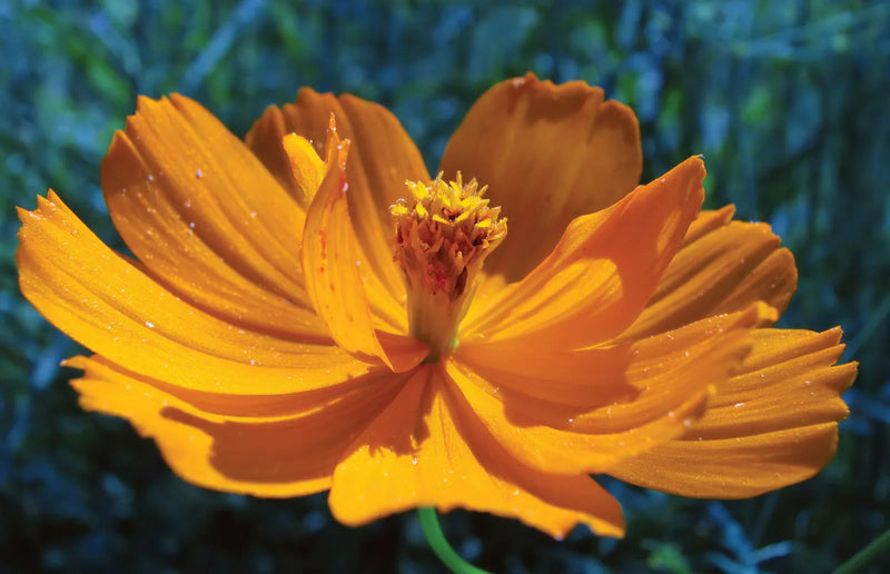 Tickseed Flower seeds for Planting Premium Quality Heirloom & GMO Free Seeds for Home Garden 
 
 Sale