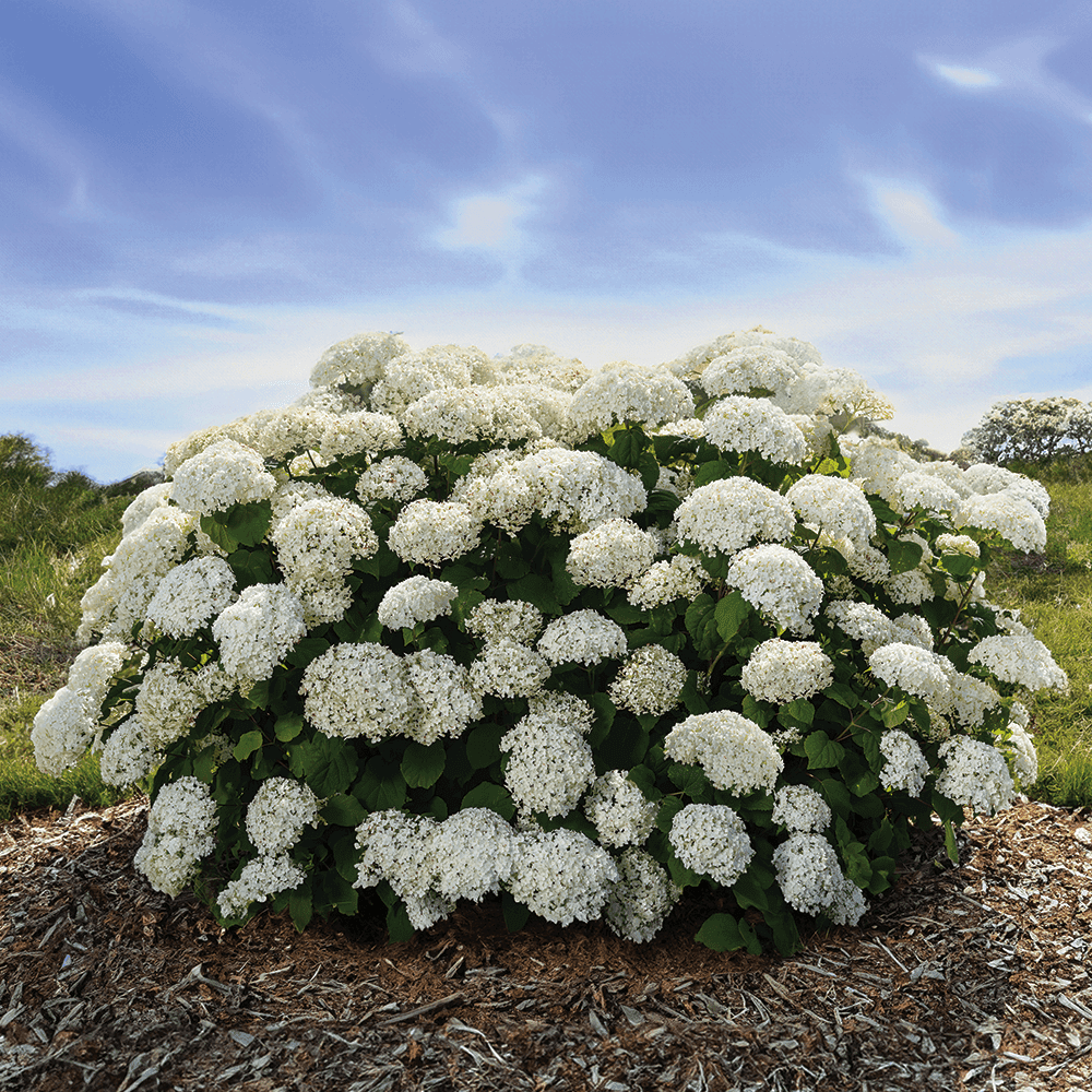 White Hydrangea Flower seeds for Planting Easy to Grow Heirloom & GMO Free Seeds for Home Garden 
 
 Sale