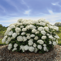 White Hydrangea Flower seeds for Planting Easy to Grow Heirloom & GMO Free Seeds for Home Garden 
 
 Sale