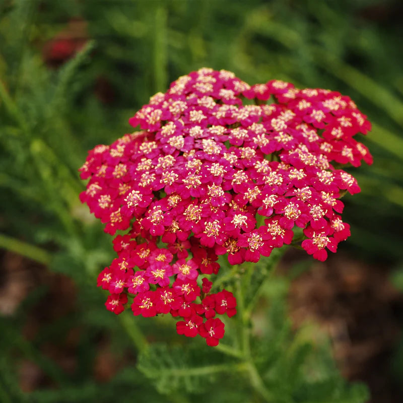 Achillea Red Seeds for Planting home garden flower bed