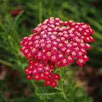 Achillea Red Seeds for Planting home garden flower bed