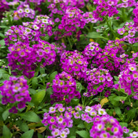 Heirloom Alyssum Flower seeds for Planting Perfect for Borders Heirloom & GMO Free Seeds for Home Garden