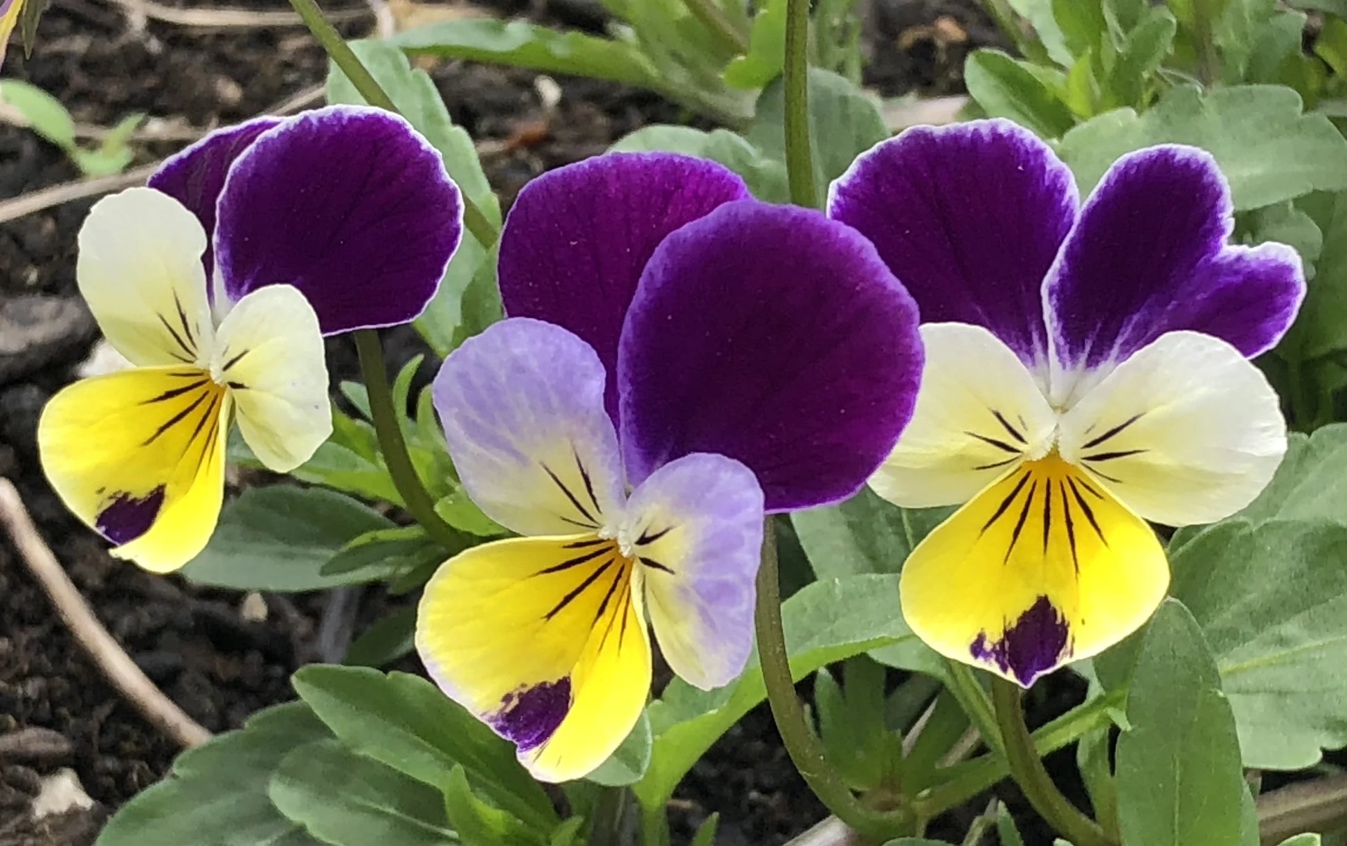 Johnny Jump Ups Flower seeds for Planting Perfect for Borders Heirloom & GMO Free Seeds for Home Garden