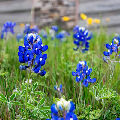Texas Bluebonnet Flower Seeds for Planting  Vibrant Blue Blooms for Your Garden