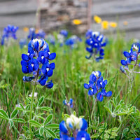 Texas Bluebonnet Flower Seeds for Planting  Vibrant Blue Blooms for Your Garden