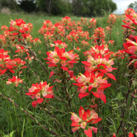 Castilleja Coccinea Seeds for Planting in Wildflower Garden and Meadow