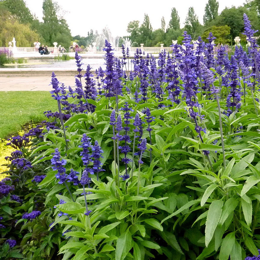 Violet Farinacea Flower seeds for Planting Shade Tolerant Heirloom & GMO Free Seeds for Home Garden
 
 Sale