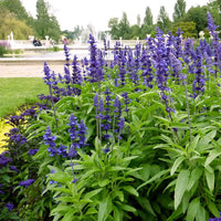 Violet Farinacea Flower seeds for Planting Shade Tolerant Heirloom & GMO Free Seeds for Home Garden
 
 Sale