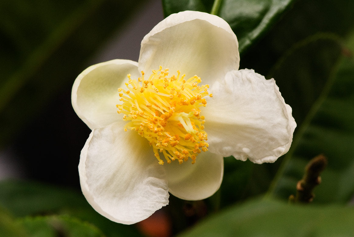 Camellia Sinensis Flower seeds for Planting - Hardy Variety, Heirloom & GMO Free Seeds for Home Garden