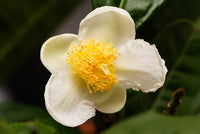 Camellia Sinensis Flower seeds for Planting - Hardy Variety, Heirloom & GMO Free Seeds for Home Garden