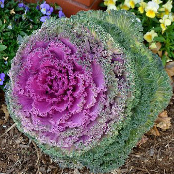 Purple Kale Flower seeds for Planting Easy to Grow Heirloom & GMO Free Seeds for Home Garden 
 
 Sale
