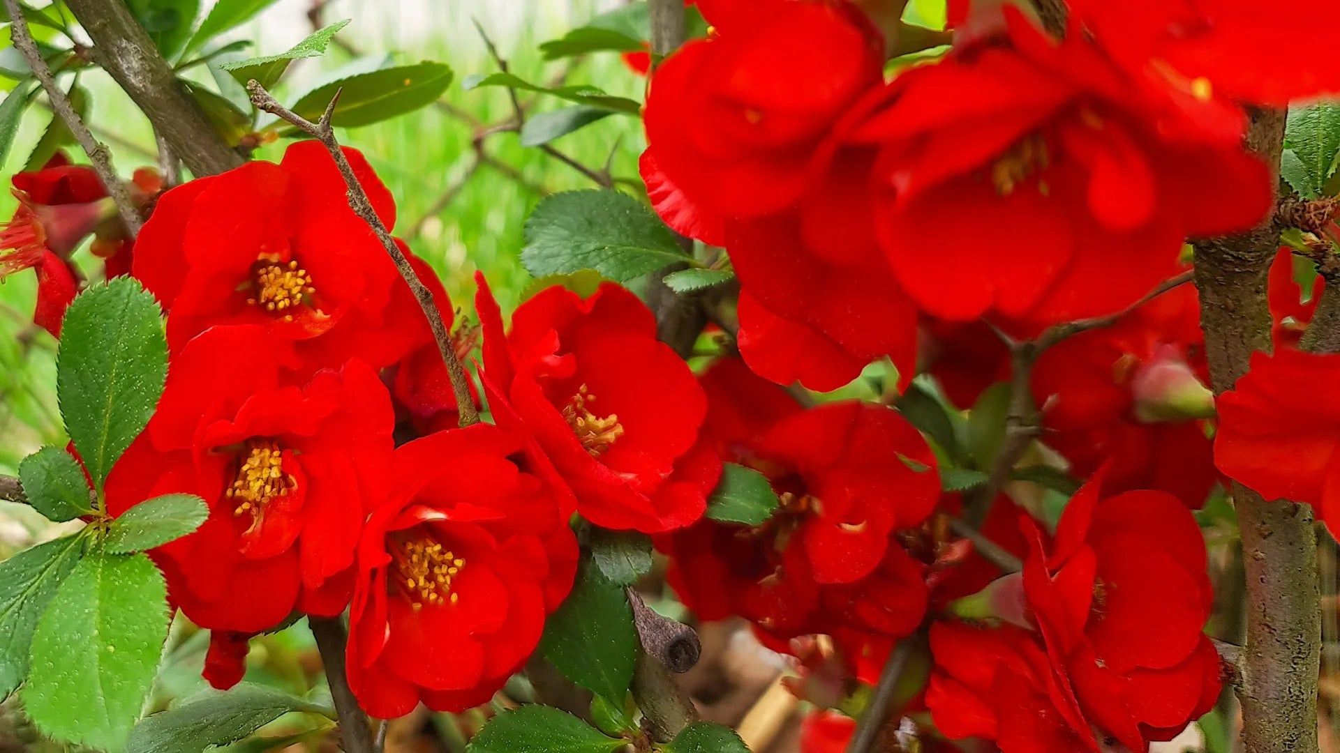Heirloom Quince Chaenomeles Flower seeds for Planting Cut Flower Favorite Heirloom & GMO Free Seeds for Home Garden