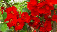 Heirloom Quince Chaenomeles Flower seeds for Planting Cut Flower Favorite Heirloom & GMO Free Seeds for Home Garden