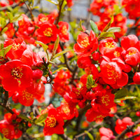 Red Quince Flower seeds for Planting Wildflower Mix Heirloom & GMO Free Seeds for Home Garden 
 
 Sale