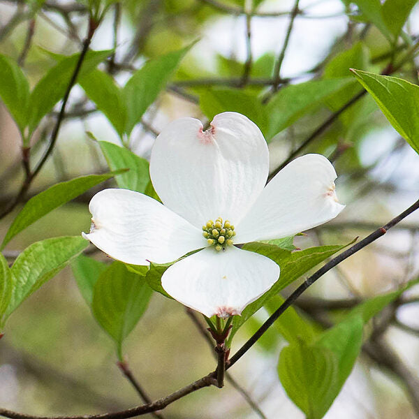 Cornus Flower seeds for Planting Low Maintenance Heirloom & GMO Free Seeds for Home Garden 
 
 Sale