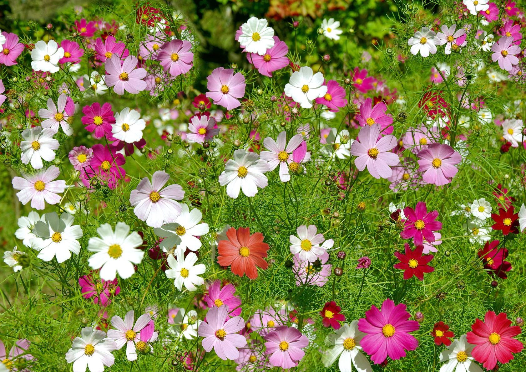 Cosmos Mixed Flower seeds for Planting Fragrant Blossoms Heirloom & GMO Free Seeds for Home Garden