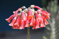 Chandelier Flower seeds for Planting Cottage Garden Essential Heirloom & GMO Free Seeds for Home Garden
