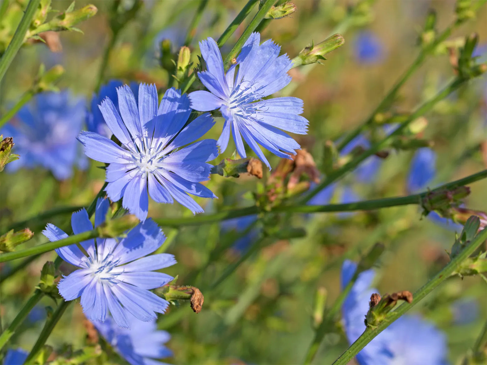 Cichorium Intybus Flower seeds for Planting Compact Growth Heirloom & GMO Free Seeds for Home Garden