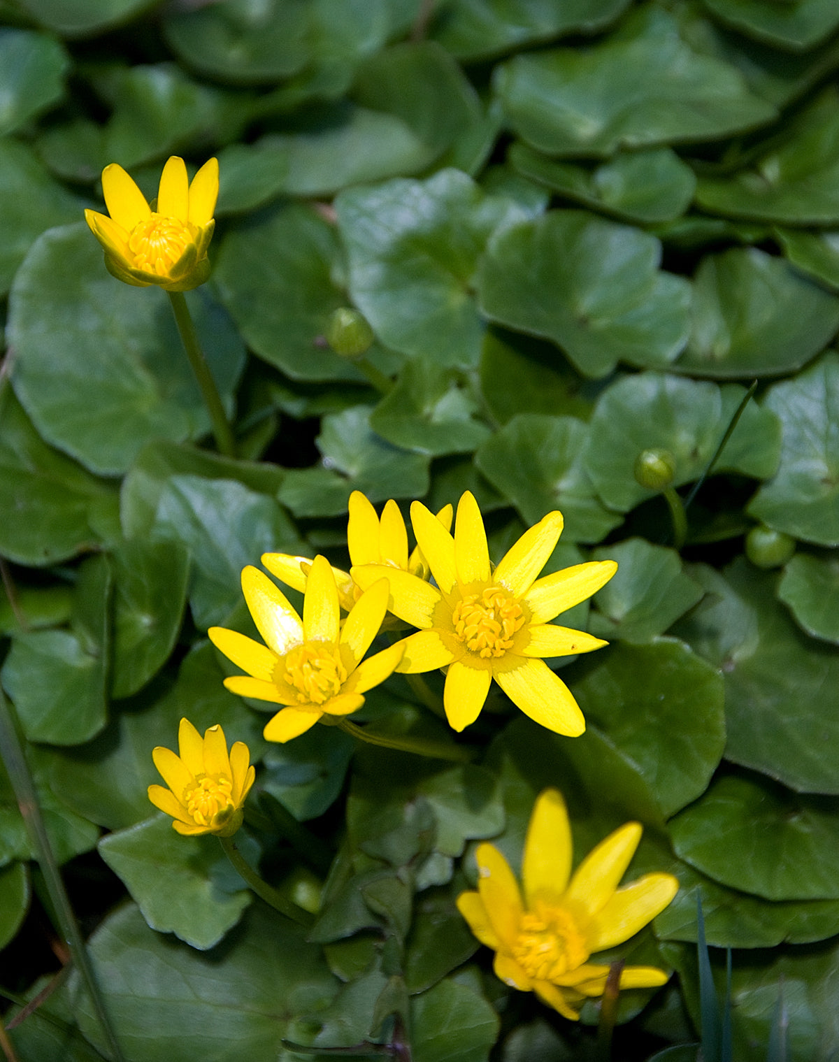 Celandine Flower seeds for Planting Pollinator Friendly Heirloom & GMO Free Seeds for Home Garden 
 
 Sale