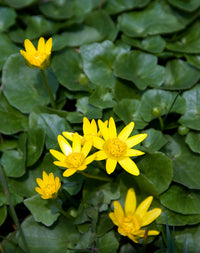Celandine Flower seeds for Planting Pollinator Friendly Heirloom & GMO Free Seeds for Home Garden 
 
 Sale