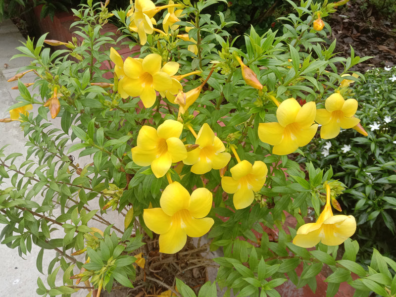Allamanda Flower seeds for Planting Drought Tolerant Heirloom & GMO Free Seeds for Home Garden