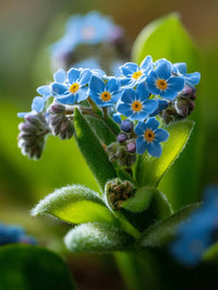 Forget Me Not Flower seeds for Planting - Long Bloom Season, Heirloom & GMO Free Seeds for Home Garden