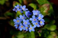 Myosotis Flower seeds for Planting - Colorful Display, Heirloom & GMO Free Seeds for Home Garden